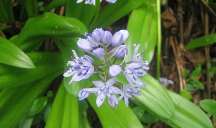 Scilla lilio-hyacinthus L.