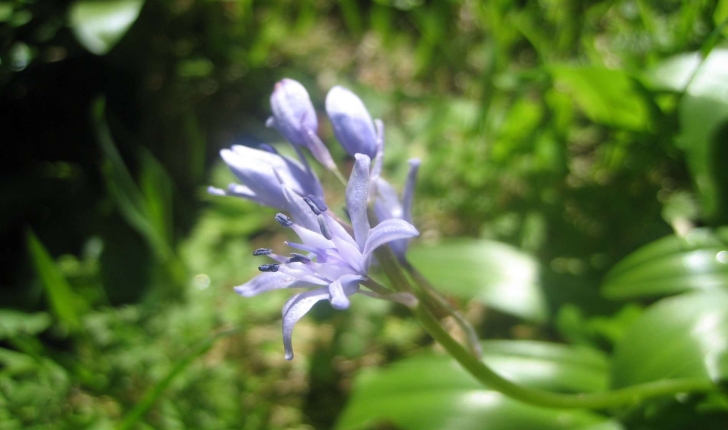 Scilla lilio-hyacinthus L.