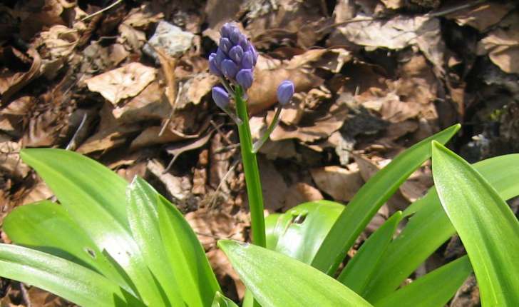 Scilla lilio-hyacinthus L.