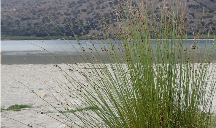 Scirpoides holoschoenus