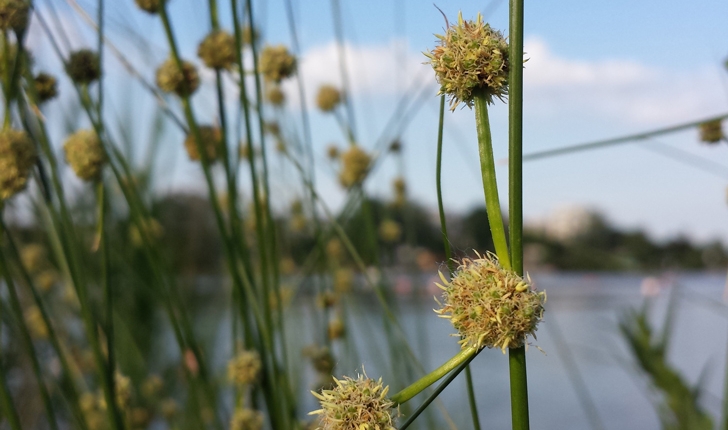 Scirpoides holoschoenus