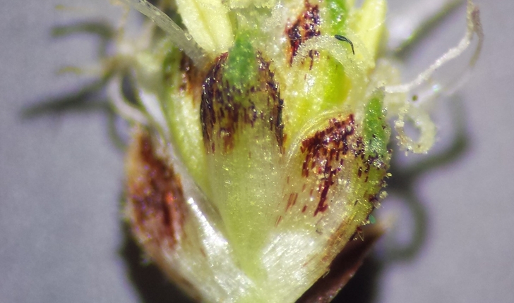 Scirpoides holoschoenus