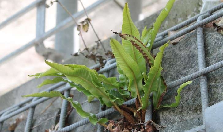 Asplenium scolopendrium (L., 1753)