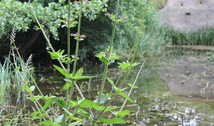 Scrophularia auriculata