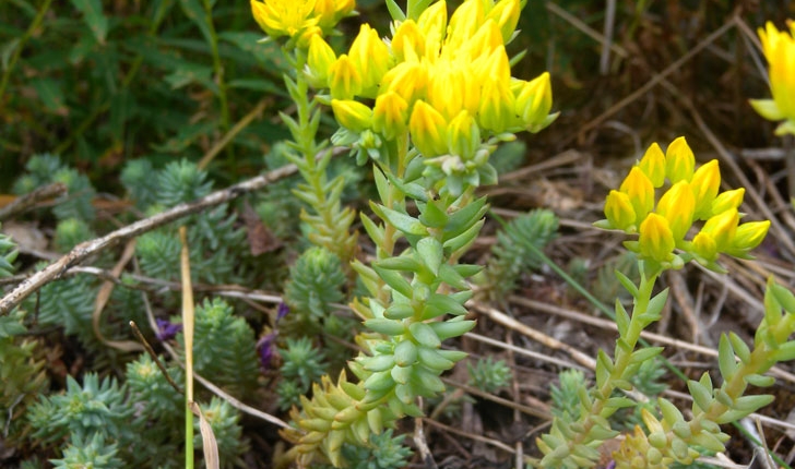 Sedum rupestre