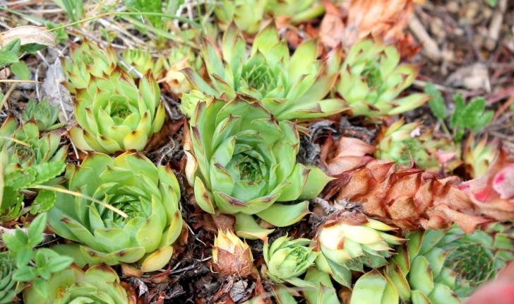 Sempervivum sp.
