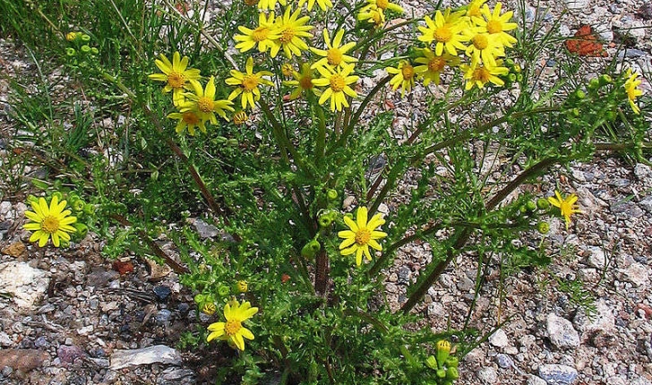 Senecio vernalis (W. et K., 1802)