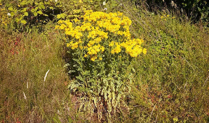 Senecio jacobaea (L., 1827)