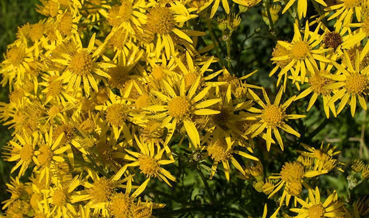 Senecio jacobaea (L., 1827)