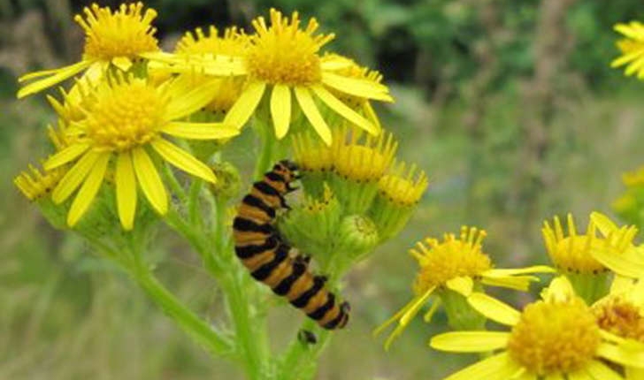 Senecio jacobaea (L., 1827)