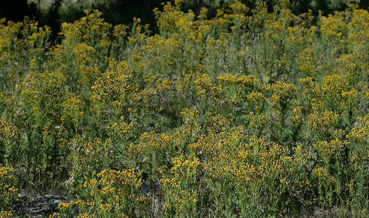 Senecio jacobaea (L., 1827)