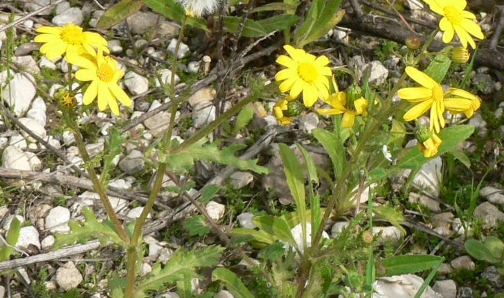 Senecio vernalis (W. et K., 1802)