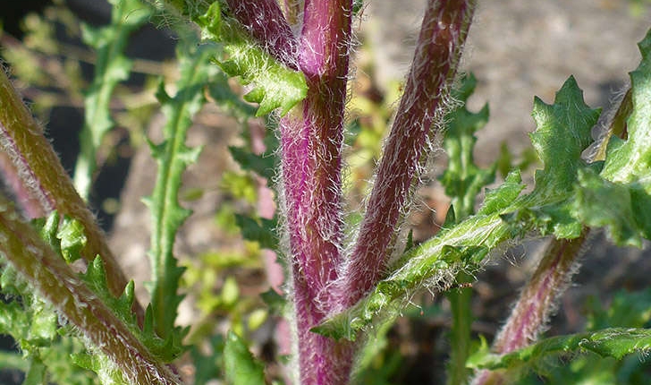 Senecio vernalis (W. et K., 1802)