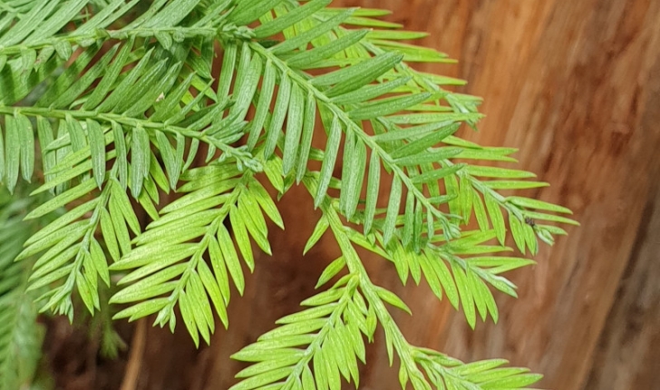 Sequoia sempervirens