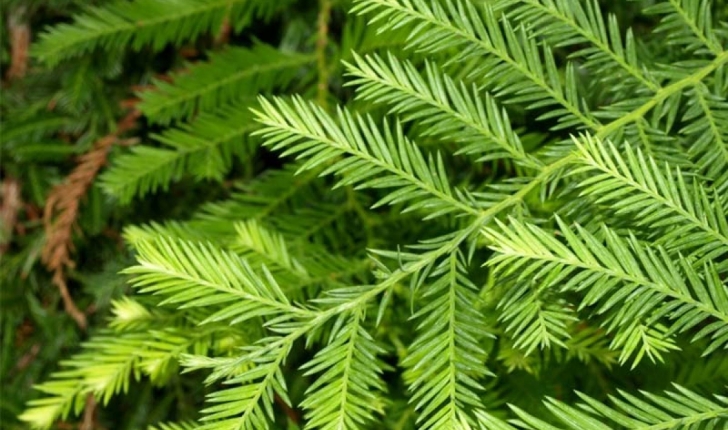 Sequoia sempervirens
