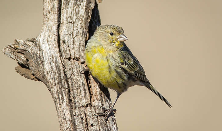 Serinus serinus (Linnaeus, 1766)