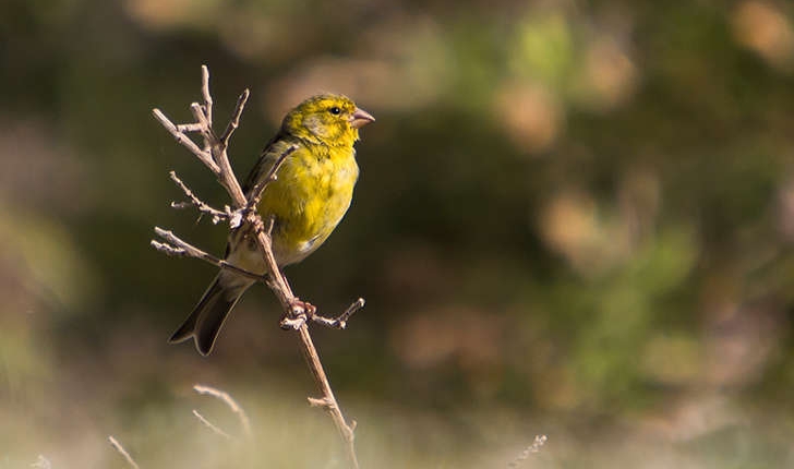 Serinus serinus (Linnaeus, 1766)