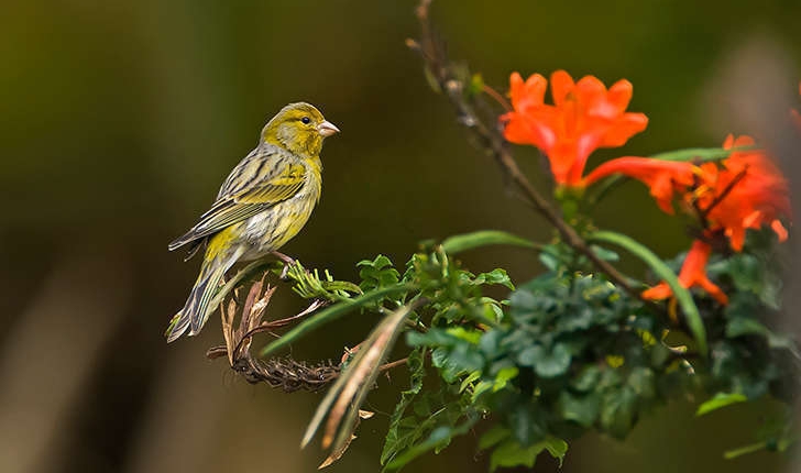 Serinus serinus (Linnaeus, 1766)