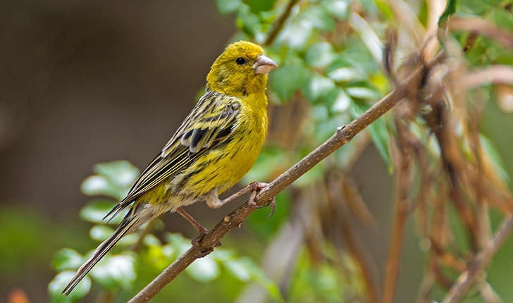 Serinus serinus (Linnaeus, 1766)