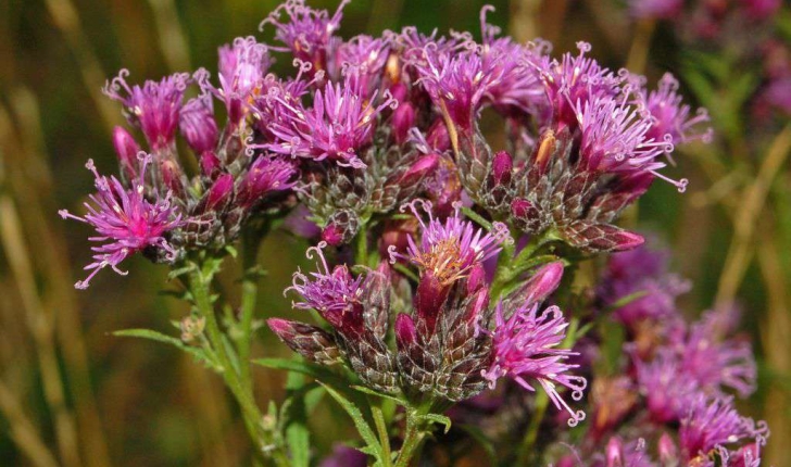 Serratula tinctoria (L.,1753)