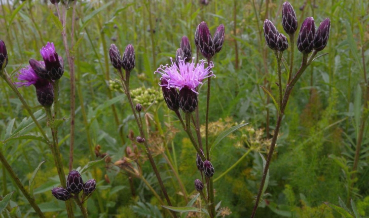 Serratula tinctoria (L.,1753)