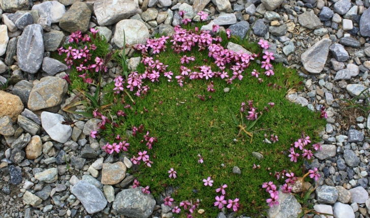 Silene acaulis (L.) Jacq., 1762