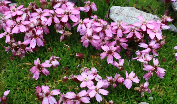 Silene acaulis (L.) Jacq., 1762