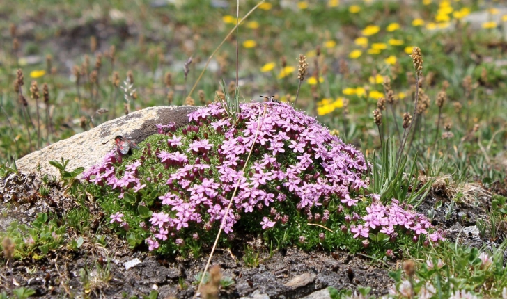 Silene acaulis (L.) Jacq., 1762