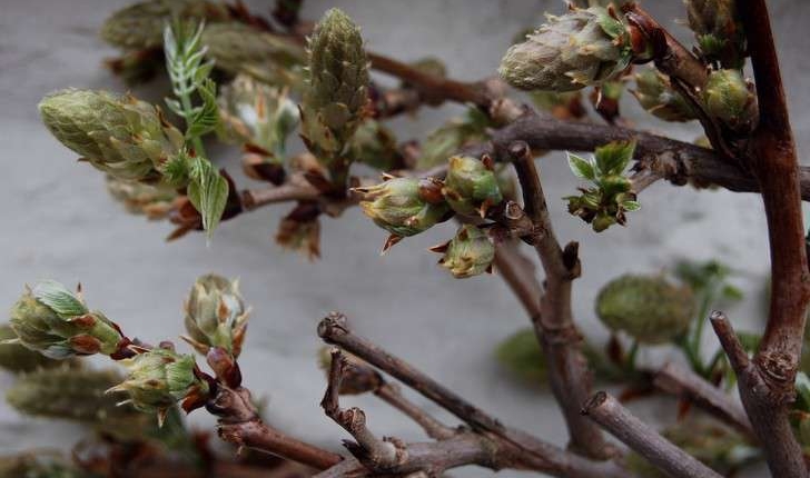 Wisteria sinensis (Sims) Sweet, 1826