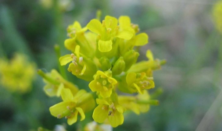 Sisymbrium austriacum Jacq.