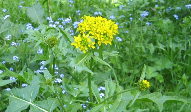 Sisymbrium austriacum Jacq.