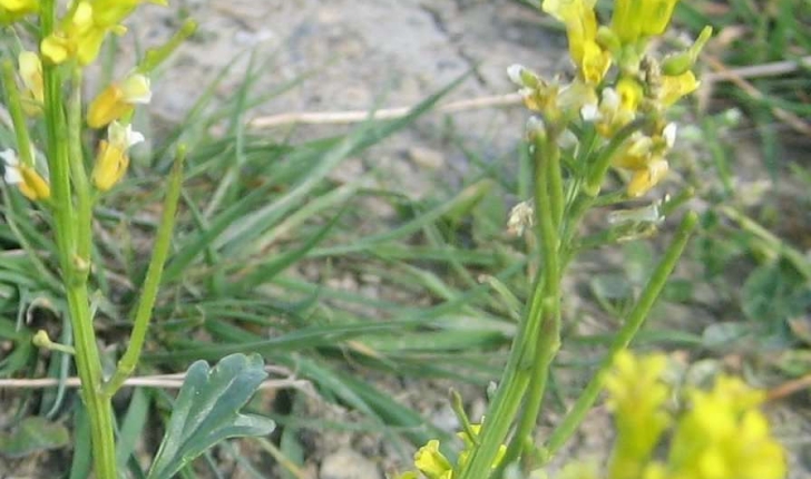 Sisymbrium austriacum Jacq.