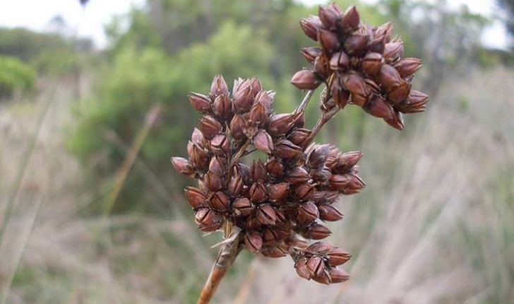 Juncus acutus (Linné, 1753)