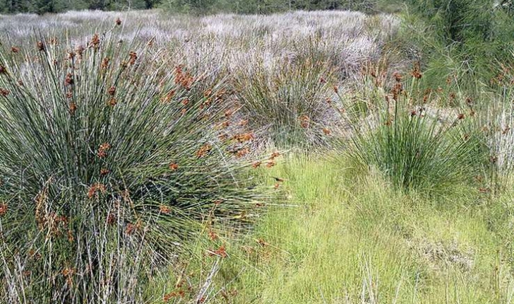 Juncus acutus (Linné, 1753)