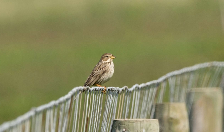 Emberiza calandra (Linnaeus, 1758)