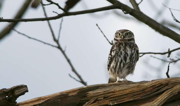 Athene noctua (Scopoli, 1769)