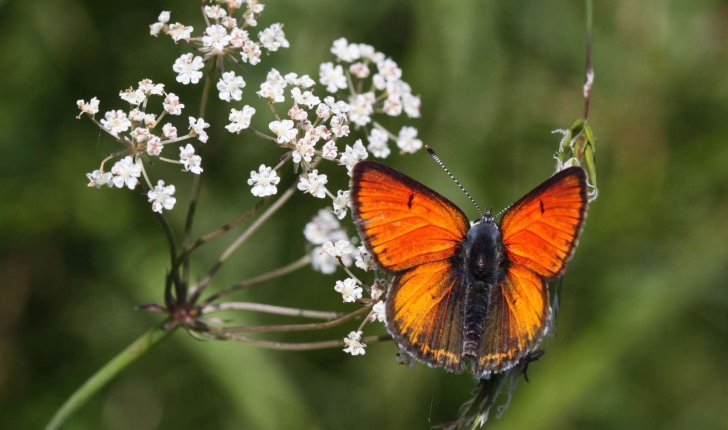 Lycaena dispar (Haworth, 1802)