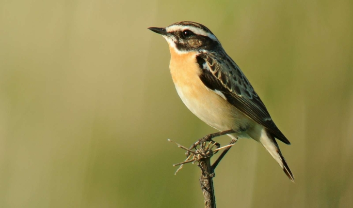 Saxicola rubetra (Linnaeus, 1758)