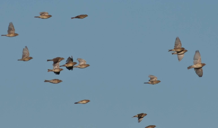 Emberiza calandra (Linnaeus, 1758)