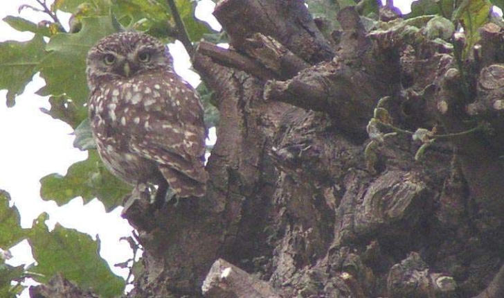 Athene noctua (Scopoli, 1769)