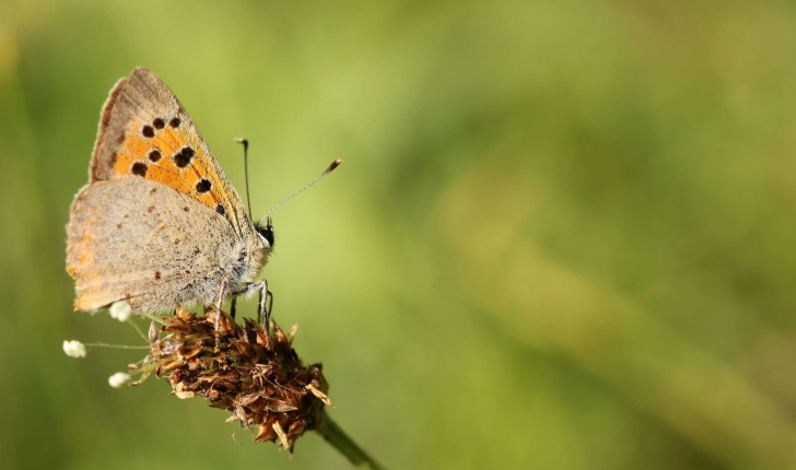 Lycaena dispar (Haworth, 1802)