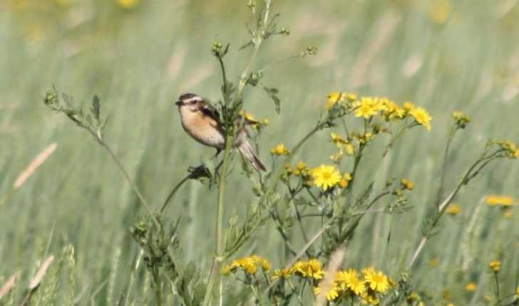 Saxicola rubetra (Linnaeus, 1758)