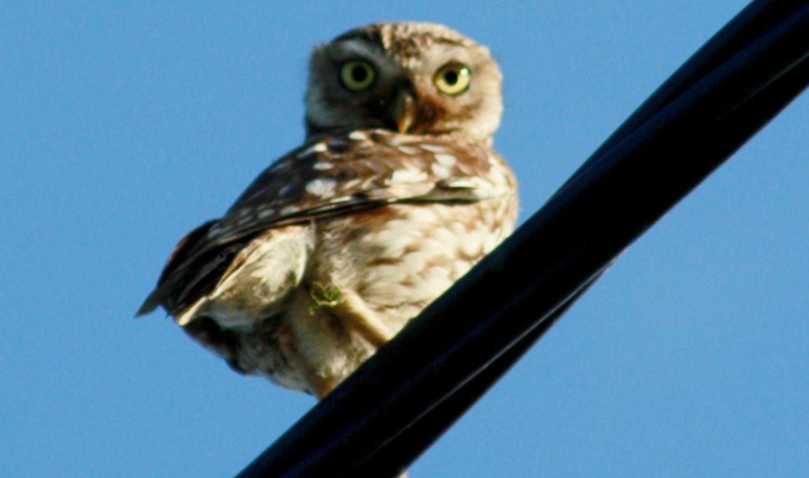 Athene noctua (Scopoli, 1769)