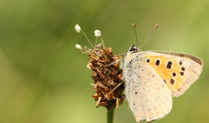 Lycaena dispar (Haworth, 1802)