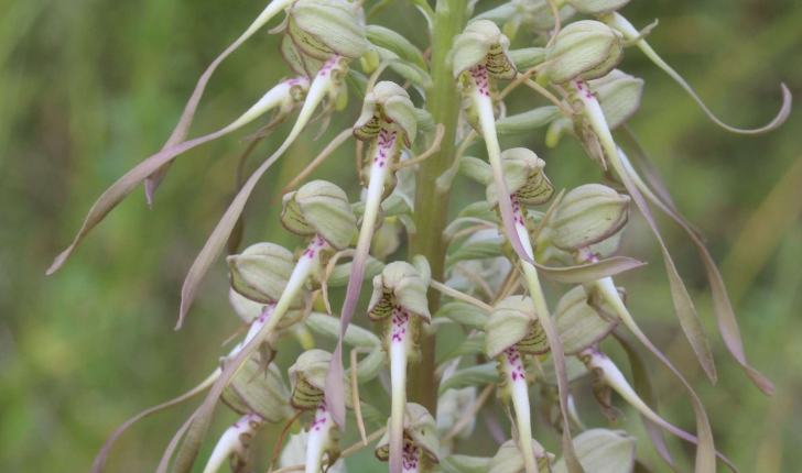 Himantoglossum hircinum (L. Spreng, 1826)
