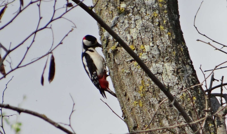 Dendrocopos major (Linnaeus, 1758)