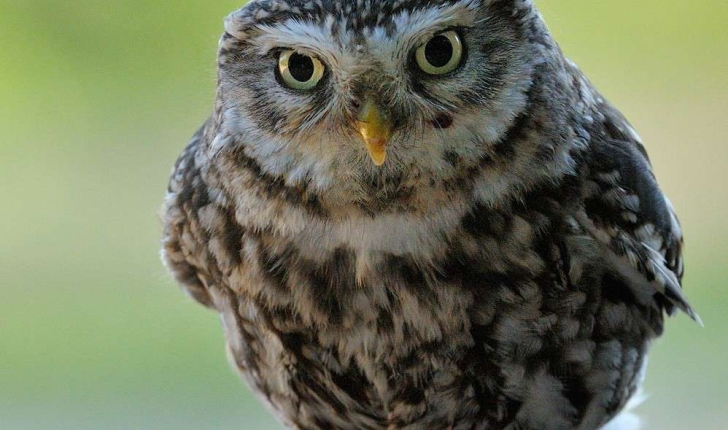 Athene noctua (Scopoli, 1769)