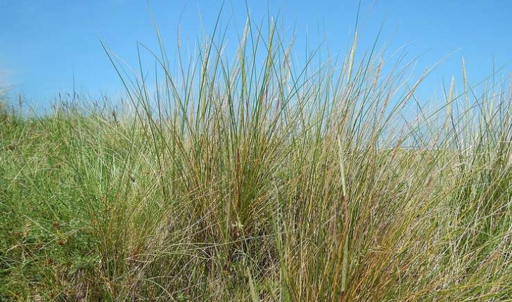 Ammophila arenaria ((L, 1827)