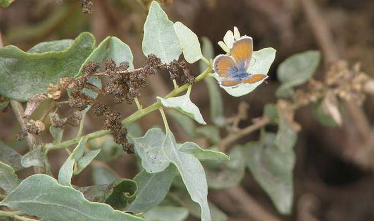 Atriplex halimus (Linné, 1753)