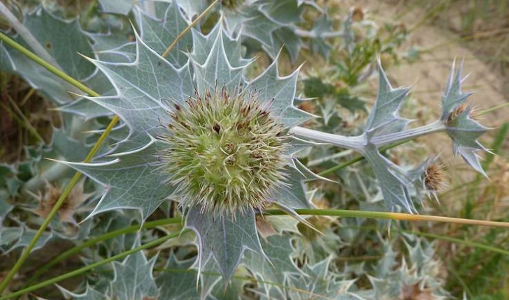 Eryngium maritimum (Linné, 1753)